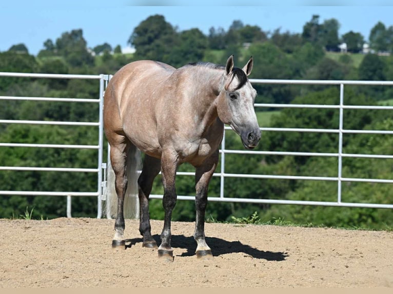 American Quarter Horse Castrone 8 Anni 152 cm Pelle di daino in Millersburg, OH