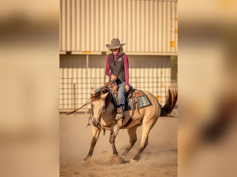 American Quarter Horse Castrone 8 Anni 152 cm Pelle di daino in Canistota, SD