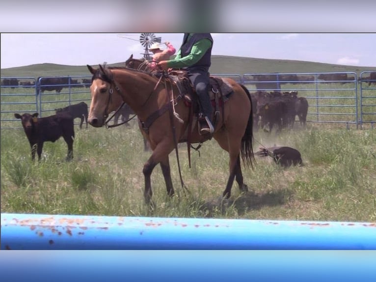 American Quarter Horse Castrone 8 Anni 152 cm Pelle di daino in Rushville NE