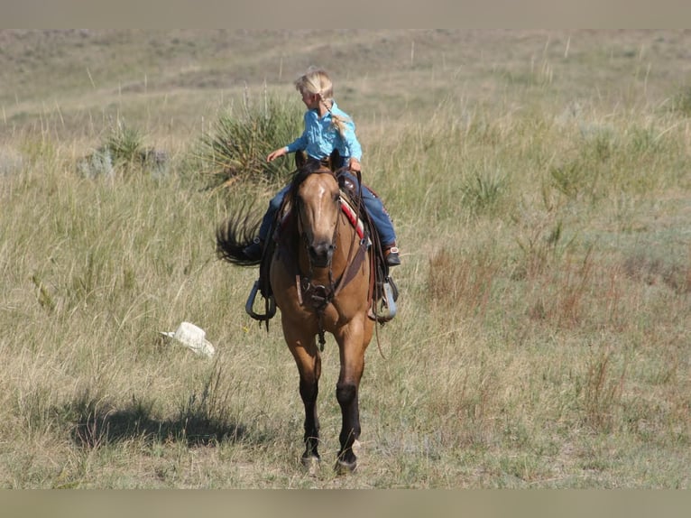 American Quarter Horse Castrone 8 Anni 152 cm Pelle di daino in Rushville NE