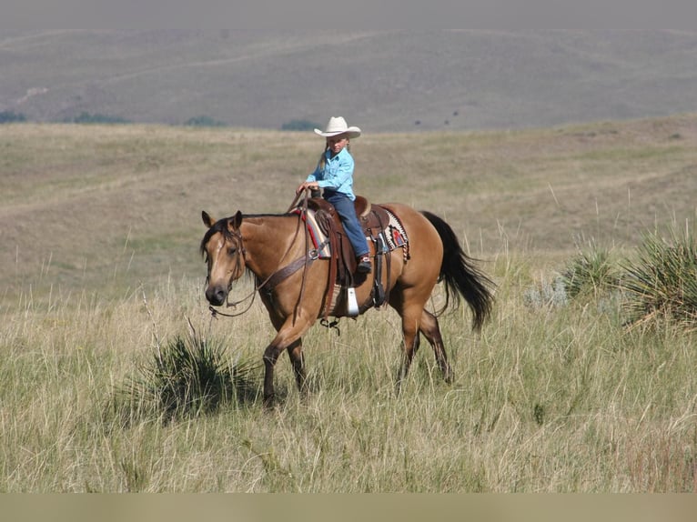 American Quarter Horse Castrone 8 Anni 152 cm Pelle di daino in Rushville NE