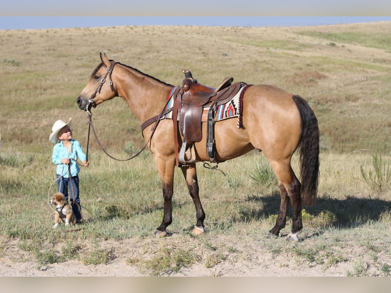 American Quarter Horse Castrone 8 Anni 152 cm Pelle di daino in Rushville NE