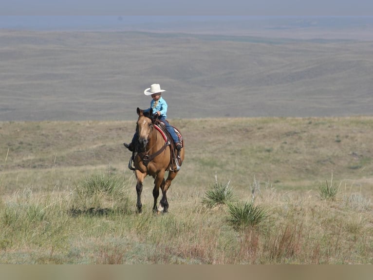 American Quarter Horse Castrone 8 Anni 152 cm Pelle di daino in Rushville NE