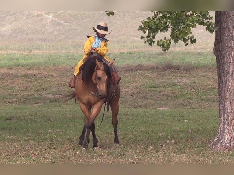 American Quarter Horse Castrone 8 Anni 152 cm Pelle di daino in Rushville NE