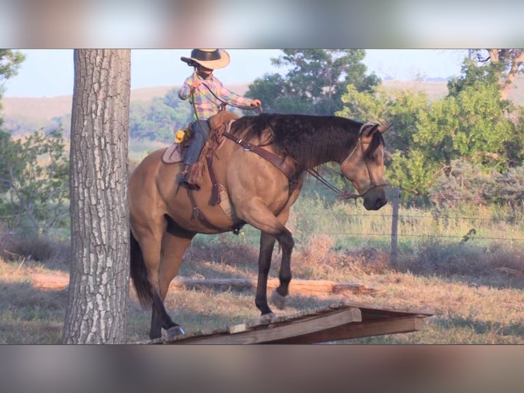 American Quarter Horse Castrone 8 Anni 152 cm Pelle di daino in Rushville NE