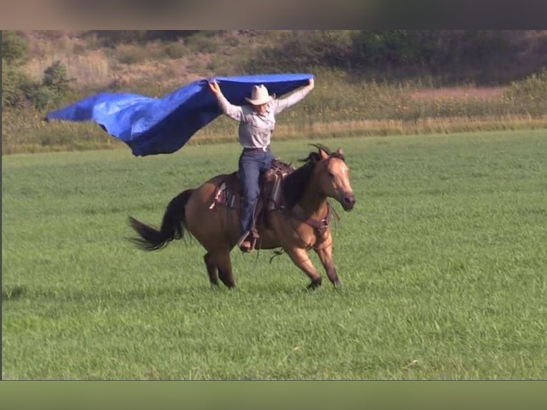 American Quarter Horse Castrone 8 Anni 152 cm Pelle di daino in Rushville NE