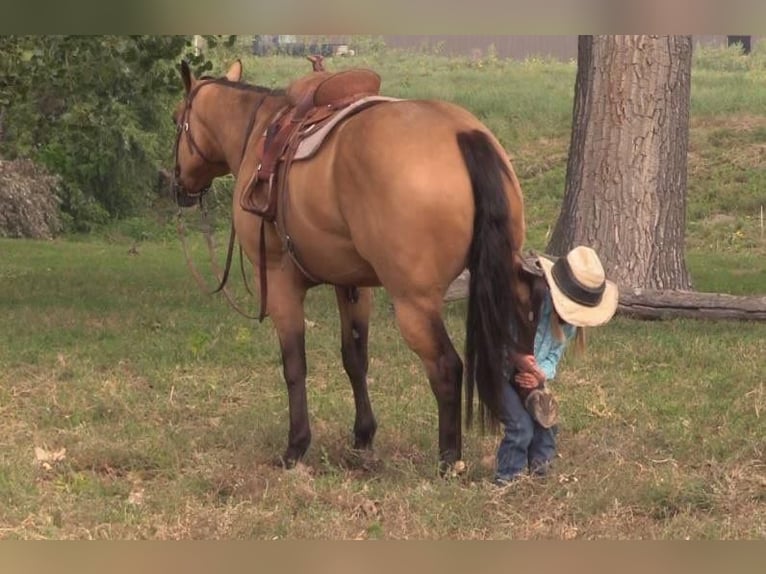 American Quarter Horse Castrone 8 Anni 152 cm Pelle di daino in Rushville NE