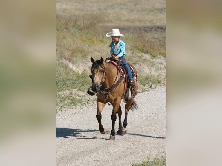 American Quarter Horse Castrone 8 Anni 152 cm Pelle di daino in Rushville NE