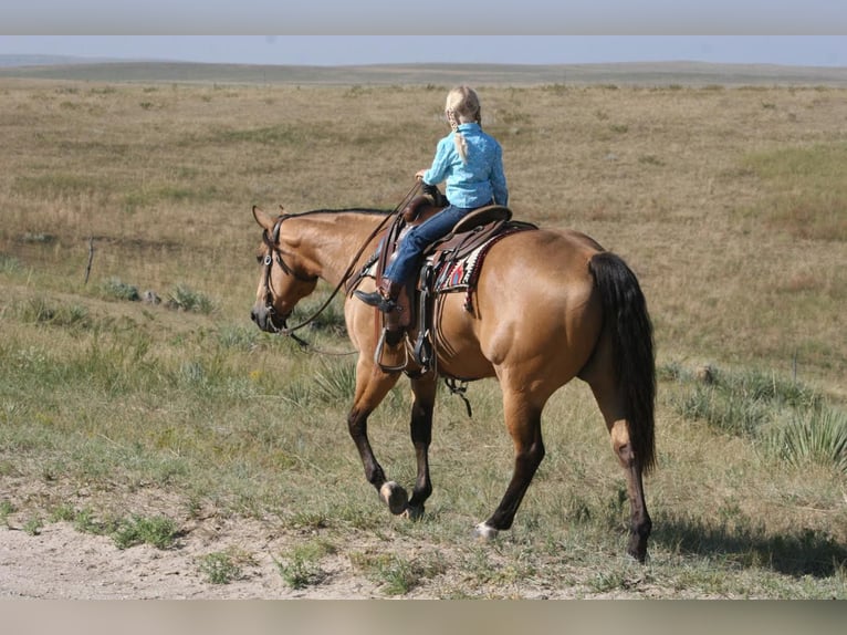 American Quarter Horse Castrone 8 Anni 152 cm Pelle di daino in Rushville NE