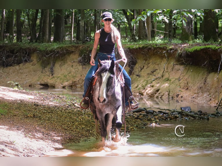 American Quarter Horse Mix Castrone 8 Anni 152 cm Roano blu in Clover, SC
