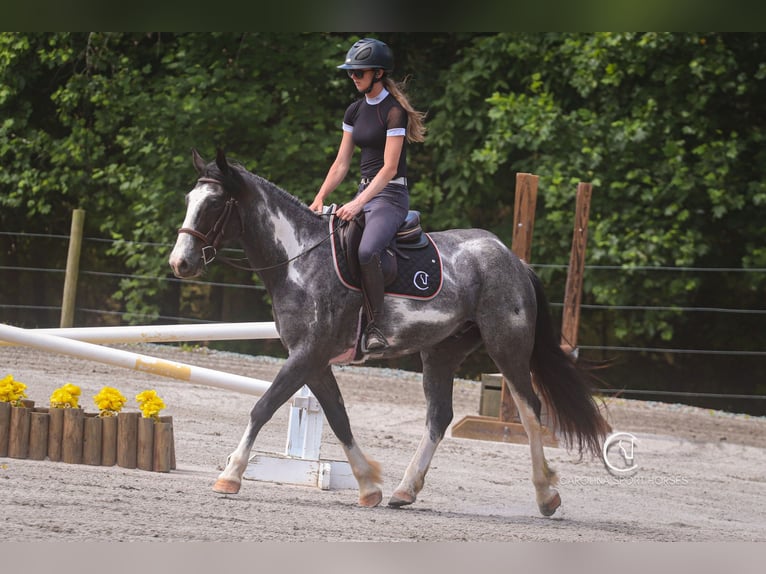 American Quarter Horse Mix Castrone 8 Anni 152 cm Roano blu in Clover, SC