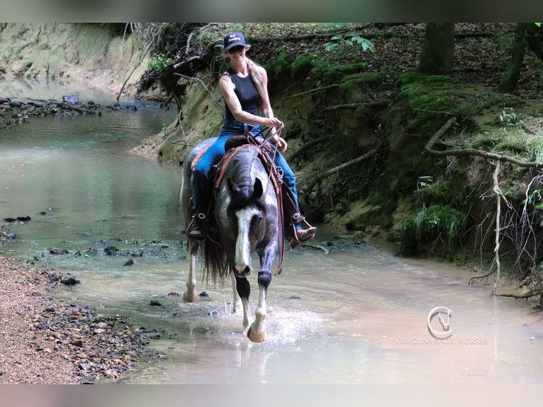 American Quarter Horse Mix Castrone 8 Anni 152 cm Roano blu in Clover, SC
