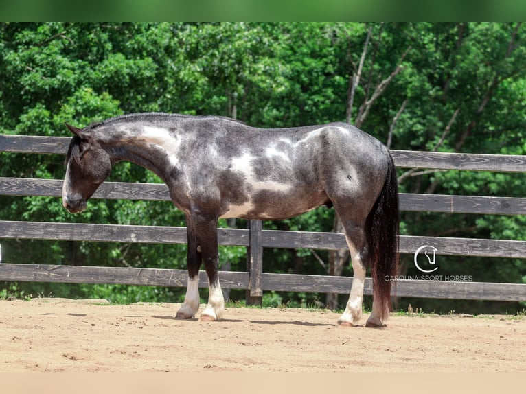 American Quarter Horse Mix Castrone 8 Anni 152 cm Roano blu in Clover, SC