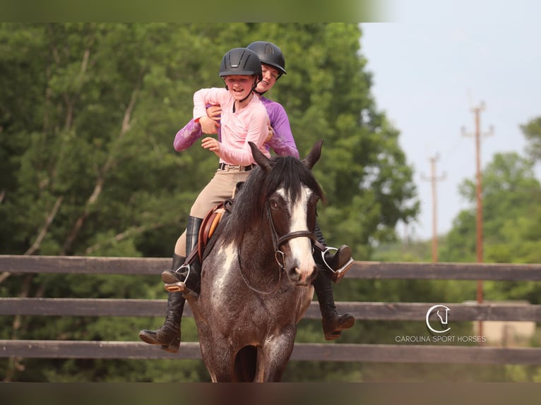 American Quarter Horse Mix Castrone 8 Anni 152 cm Roano blu in Clover, SC