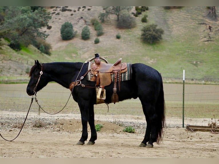 American Quarter Horse Castrone 8 Anni 152 cm Roano blu in Bitterwater CA
