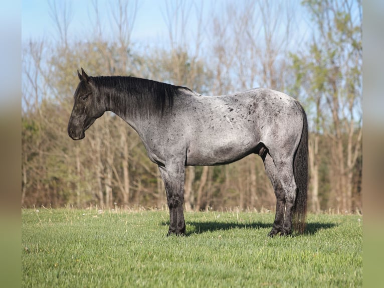 American Quarter Horse Castrone 8 Anni 152 cm Roano blu in Mount Vernon, KY