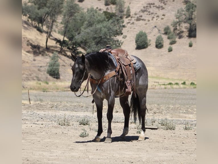 American Quarter Horse Castrone 8 Anni 152 cm Roano blu in Paicines CA