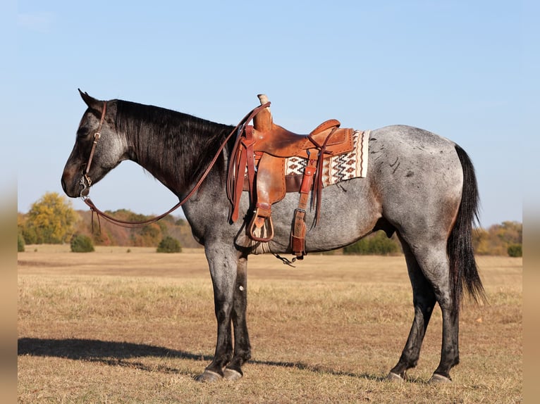 American Quarter Horse Castrone 8 Anni 152 cm Roano blu in Buffalo, MO