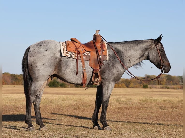 American Quarter Horse Castrone 8 Anni 152 cm Roano blu in Buffalo, MO