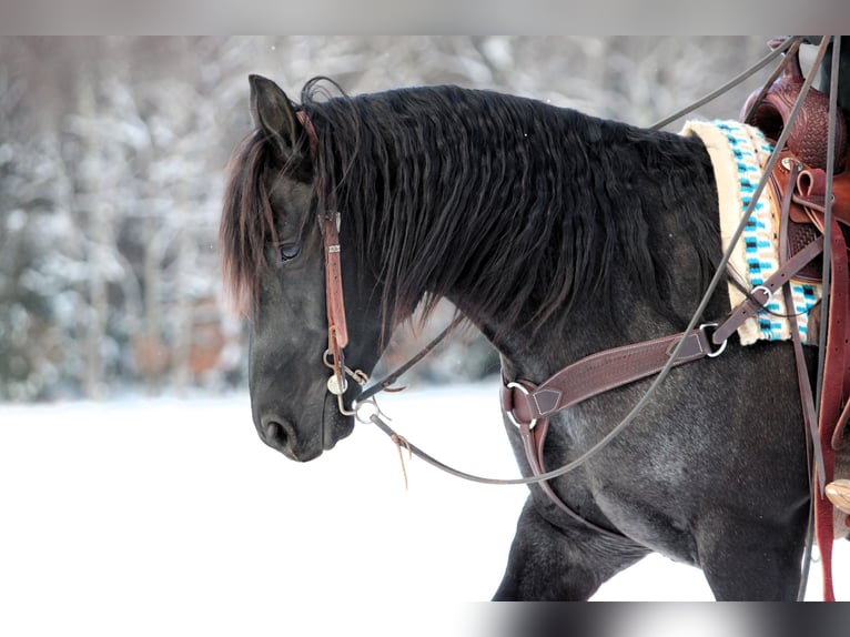 American Quarter Horse Castrone 8 Anni 152 cm Roano blu in Clarion