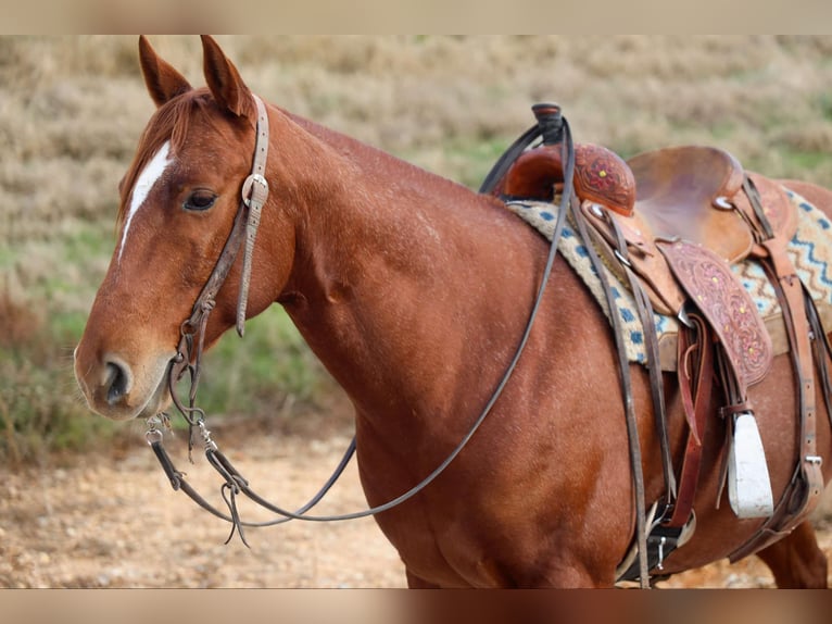 American Quarter Horse Castrone 8 Anni 152 cm Roano rosso in 6604380306