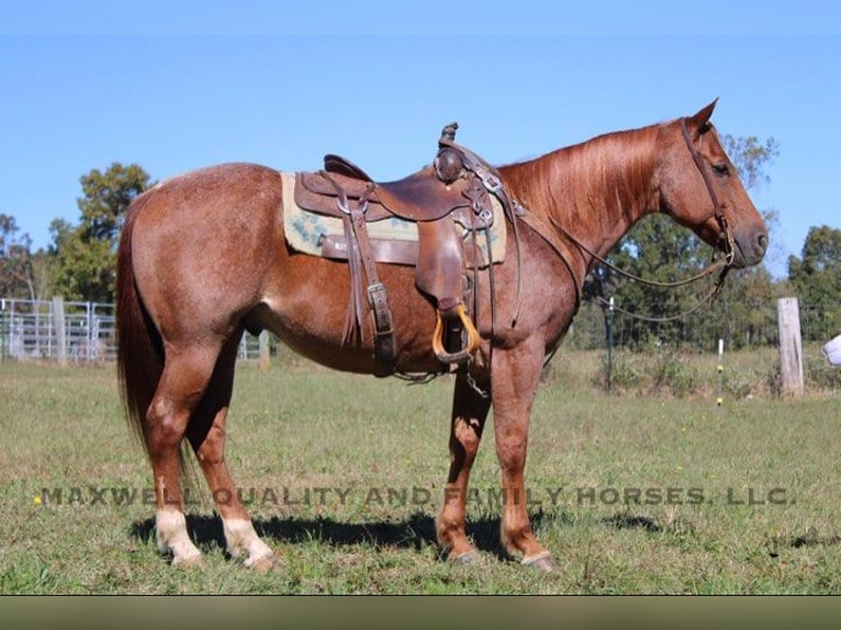 American Quarter Horse Castrone 8 Anni 152 cm Roano rosso in Cherryville NC