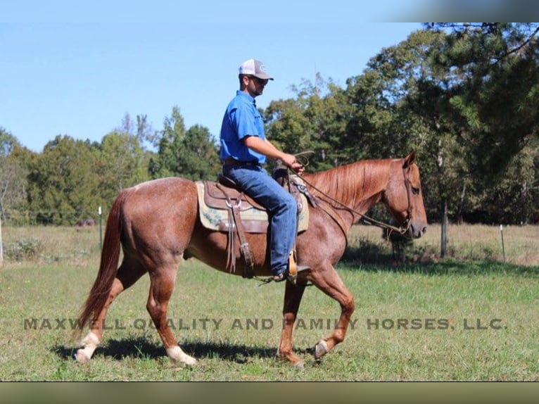 American Quarter Horse Castrone 8 Anni 152 cm Roano rosso in Cherryville NC