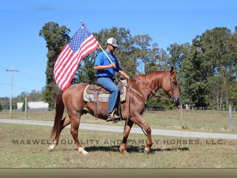 American Quarter Horse Castrone 8 Anni 152 cm Roano rosso in Cherryville NC