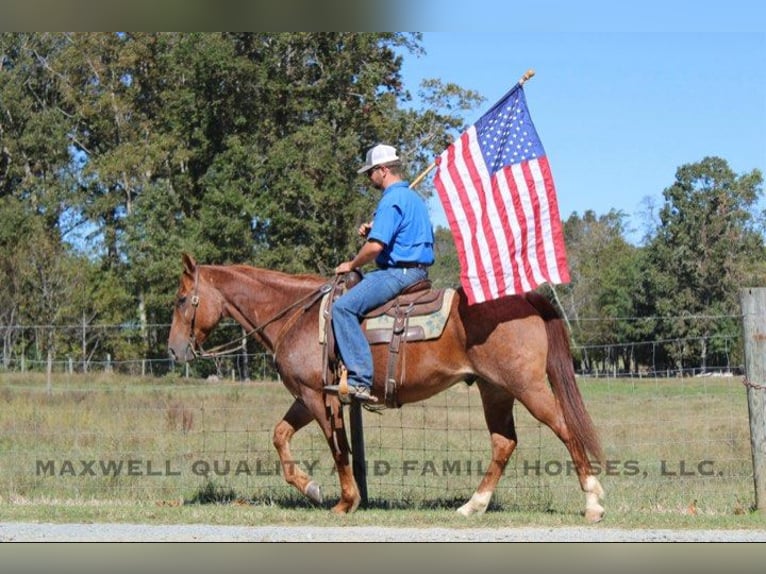 American Quarter Horse Castrone 8 Anni 152 cm Roano rosso in Cherryville NC