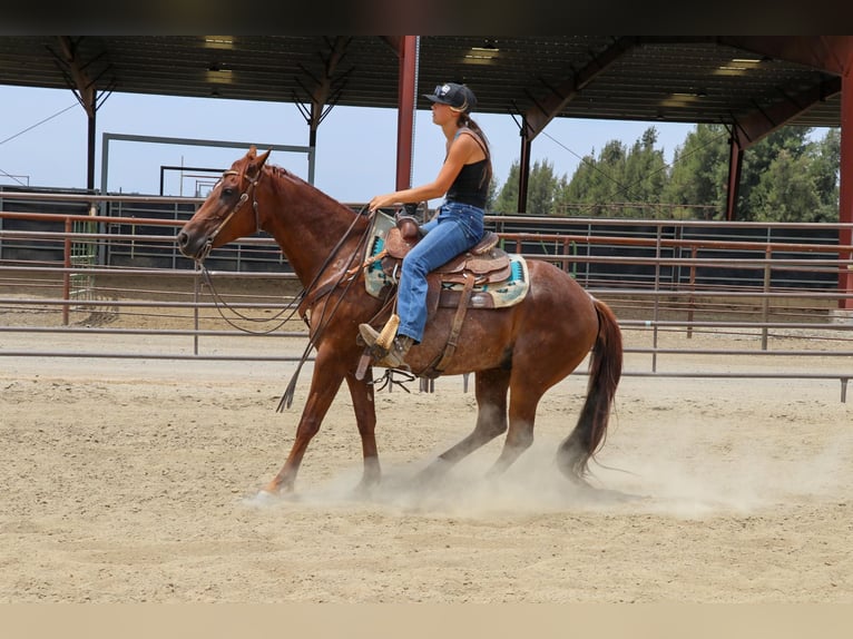 American Quarter Horse Castrone 8 Anni 152 cm Roano rosso in Pleasant Grove CA