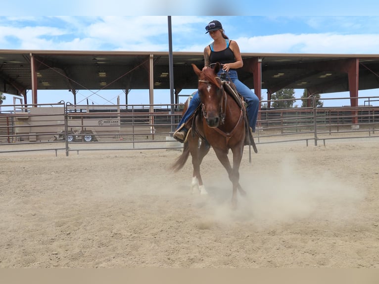 American Quarter Horse Castrone 8 Anni 152 cm Roano rosso in Pleasant Grove CA