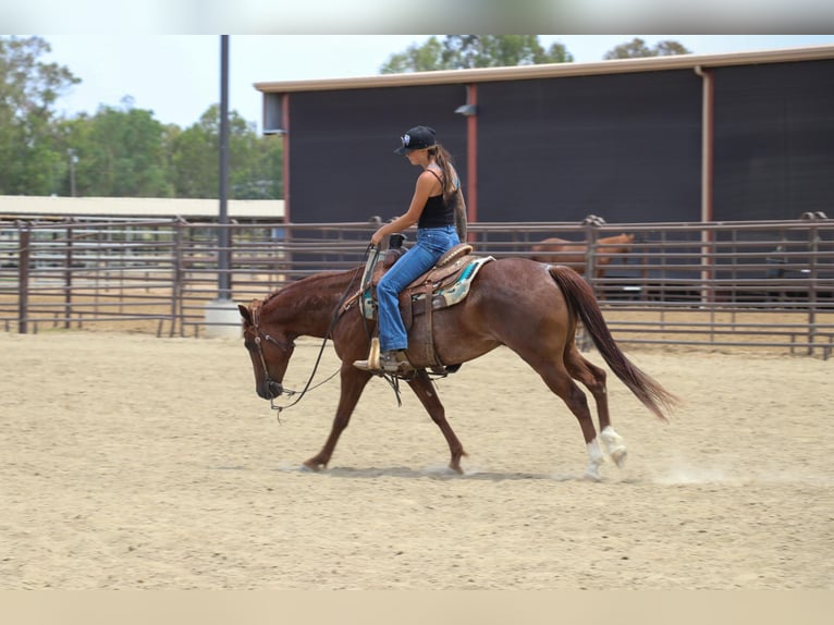 American Quarter Horse Castrone 8 Anni 152 cm Roano rosso in Pleasant Grove CA