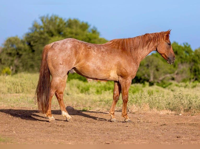 American Quarter Horse Castrone 8 Anni 152 cm Roano rosso in Weatherford TX