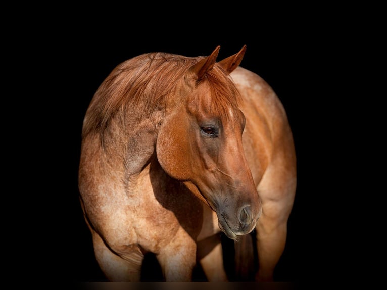 American Quarter Horse Castrone 8 Anni 152 cm Roano rosso in Weatherford TX