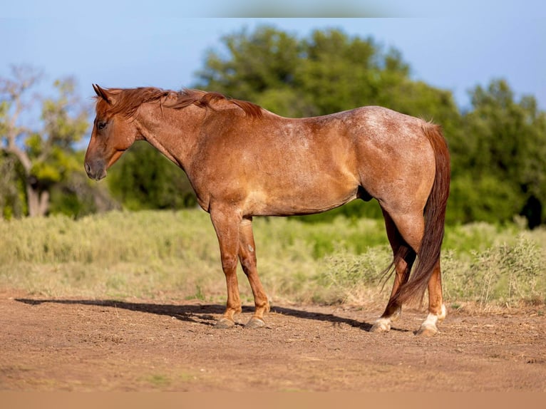 American Quarter Horse Castrone 8 Anni 152 cm Roano rosso in Weatherford TX