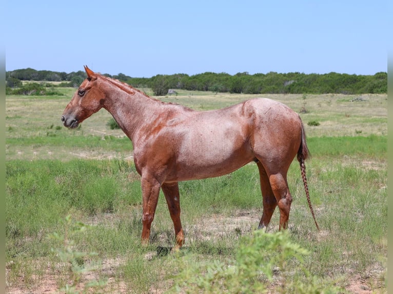 American Quarter Horse Castrone 8 Anni 152 cm Roano rosso in Granbury