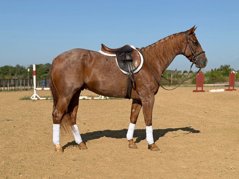 American Quarter Horse Castrone 8 Anni 152 cm Roano rosso in Granbury