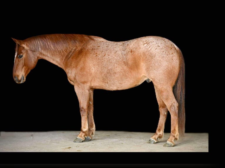 American Quarter Horse Castrone 8 Anni 152 cm Roano rosso in Rebersburg, PA