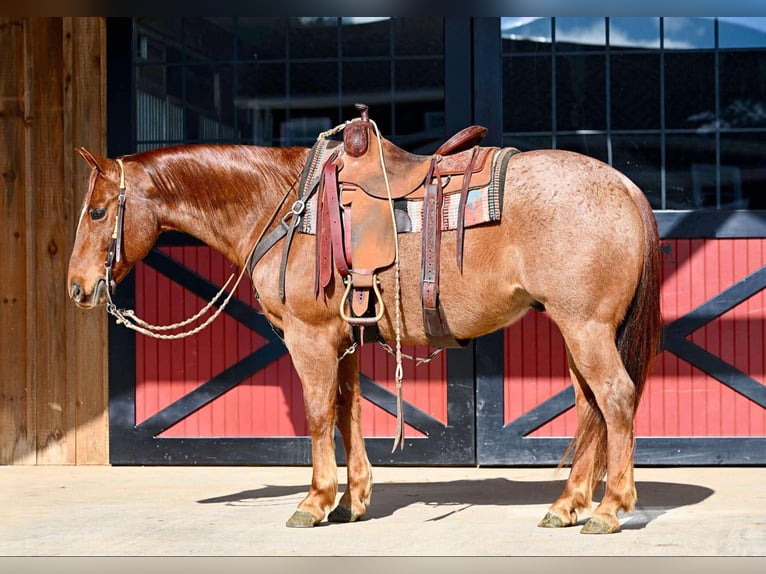 American Quarter Horse Castrone 8 Anni 152 cm Roano rosso in Rebersburg, PA