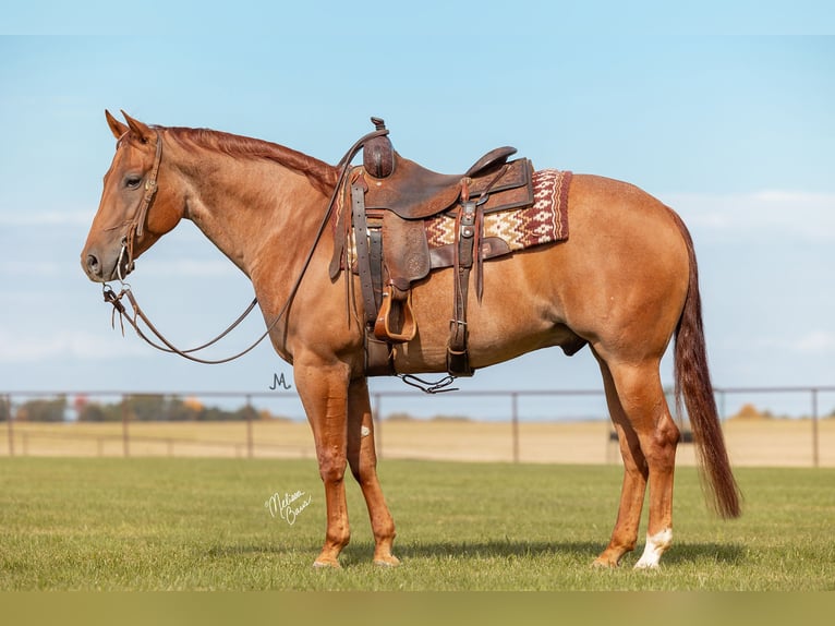 American Quarter Horse Castrone 8 Anni 152 cm Roano rosso in River Falls, WI