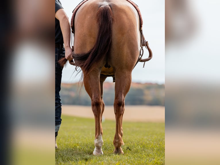 American Quarter Horse Castrone 8 Anni 152 cm Roano rosso in River Falls, WI