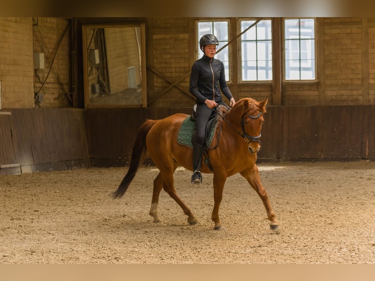 American Quarter Horse Castrone 8 Anni 152 cm Sauro in Großalmerode