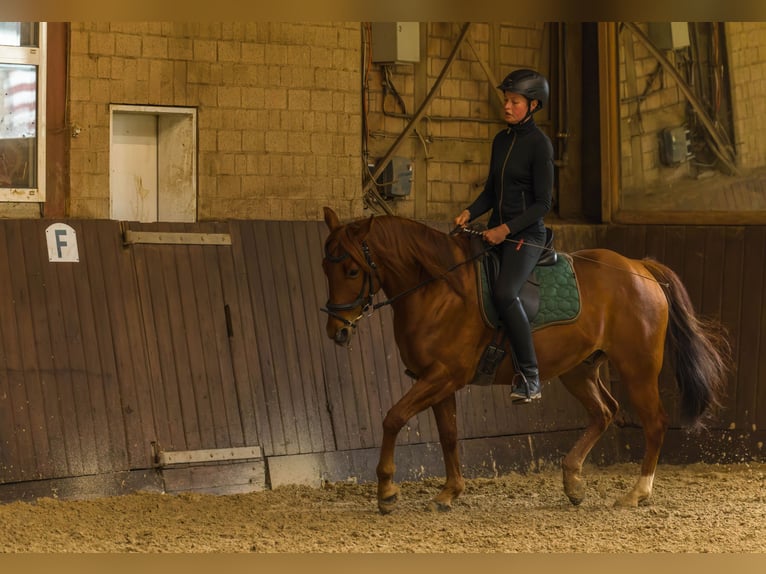 American Quarter Horse Castrone 8 Anni 152 cm Sauro in Großalmerode