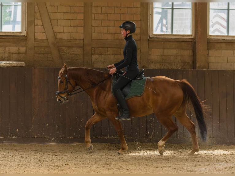 American Quarter Horse Castrone 8 Anni 152 cm Sauro in Großalmerode