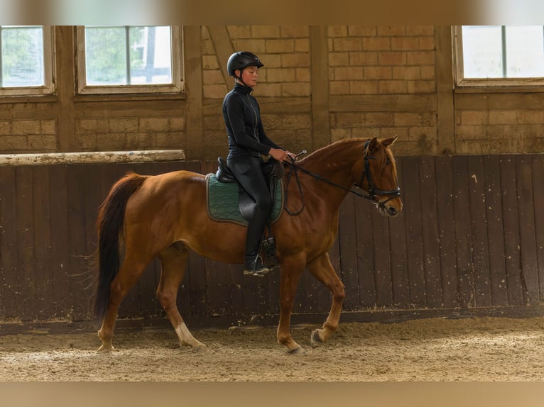 American Quarter Horse Castrone 8 Anni 152 cm Sauro in Großalmerode