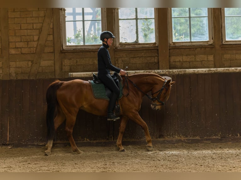 American Quarter Horse Castrone 8 Anni 152 cm Sauro in Großalmerode