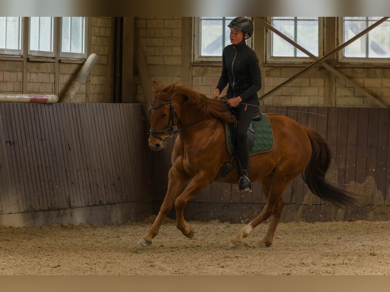 American Quarter Horse Castrone 8 Anni 152 cm Sauro in Großalmerode