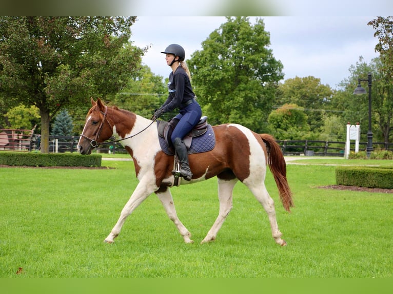 American Quarter Horse Castrone 8 Anni 152 cm Sauro ciliegia in Highland MI