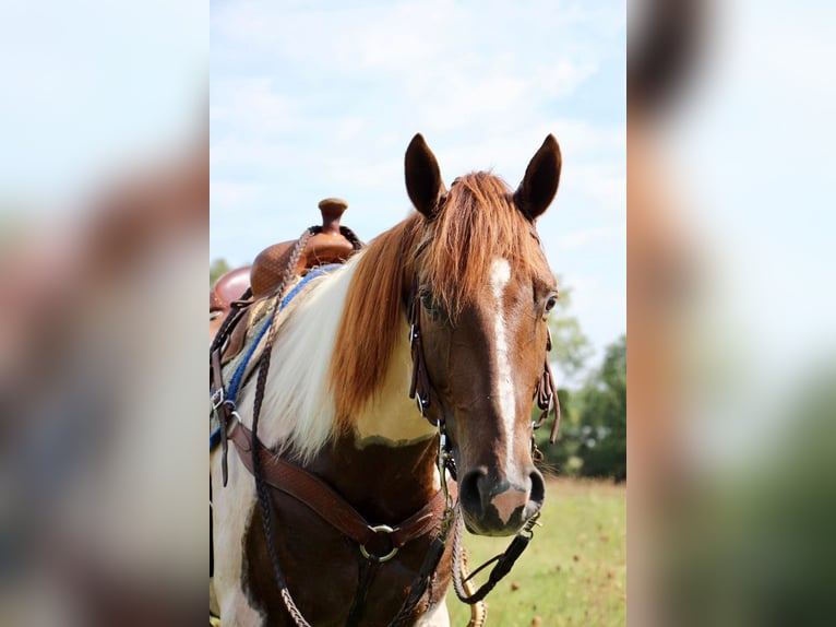 American Quarter Horse Castrone 8 Anni 152 cm Sauro ciliegia in Highland MI