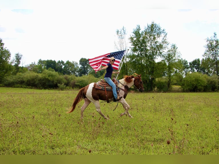 American Quarter Horse Castrone 8 Anni 152 cm Sauro ciliegia in Highland MI